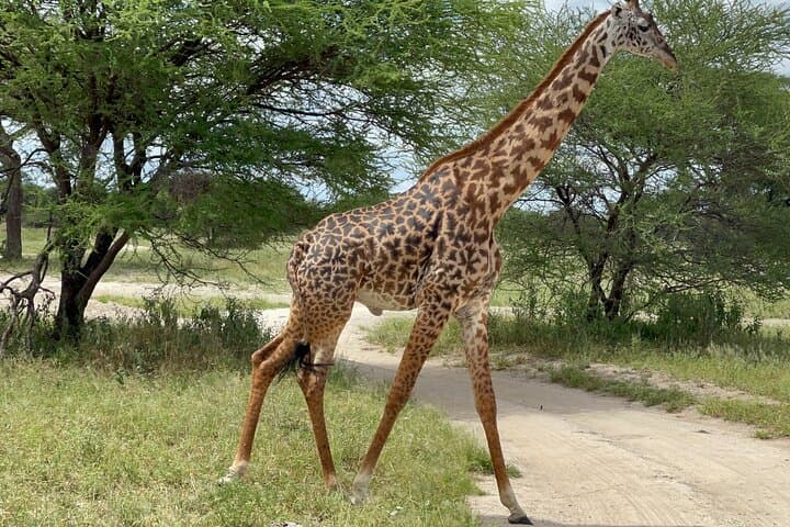 Tarangire Day Safari from Arusha — Baobabs, Elephants & River-Wood Drives photo 2