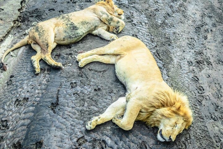 Tarangire Day Safari from Arusha — Baobabs, Elephants & River-Wood Drives photo 3