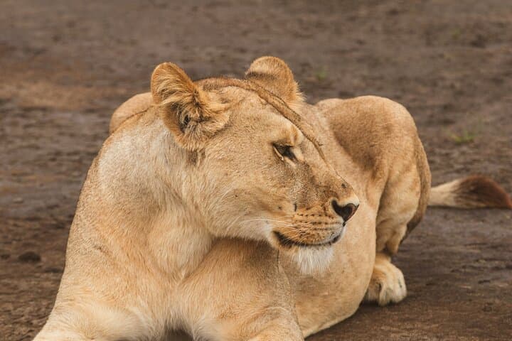 Tarangire Day Safari from Arusha — Baobabs, Elephants & River-Wood Drives photo 4