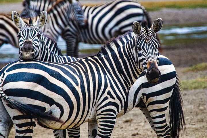 Tarangire Day Safari from Arusha — Baobabs, Elephants & River-Wood Drives photo 5