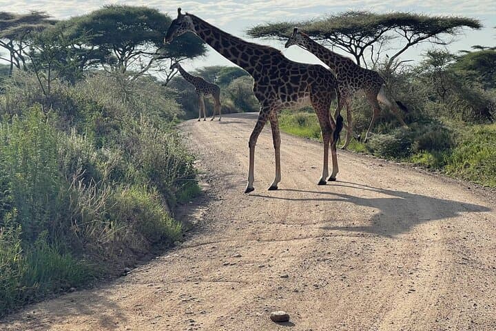 Tarangire Day Safari from Arusha — Baobabs, Elephants & River-Wood Drives photo 6