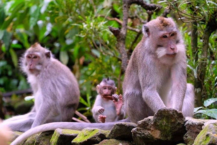 Best of Ubud Private Tour: Monkey Forest, Rice Terraces & Waterfalls photo 2