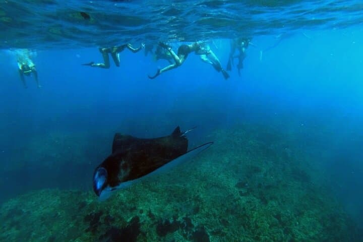 Snorkel with Majestic Mantas: Nusa Penida's Hidden Gems