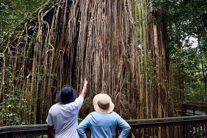 Port Douglas Wildlife & Rainforest Safari — Private Full-Day Tour photo 4