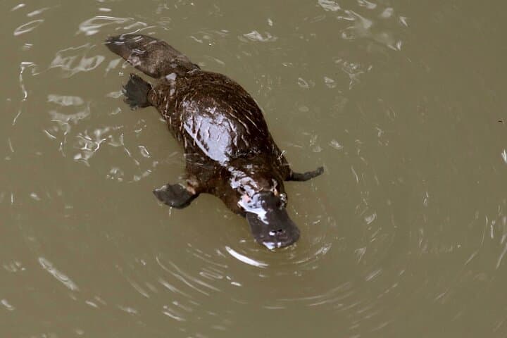 Port Douglas Wildlife & Rainforest Safari — Private Full-Day Tour photo 6