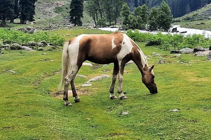 Kashmir Deluxe: 6-Day Srinagar to Gulmarg, Sonamarg, Pahalgam & Dal Lake Houseboat photo 3
