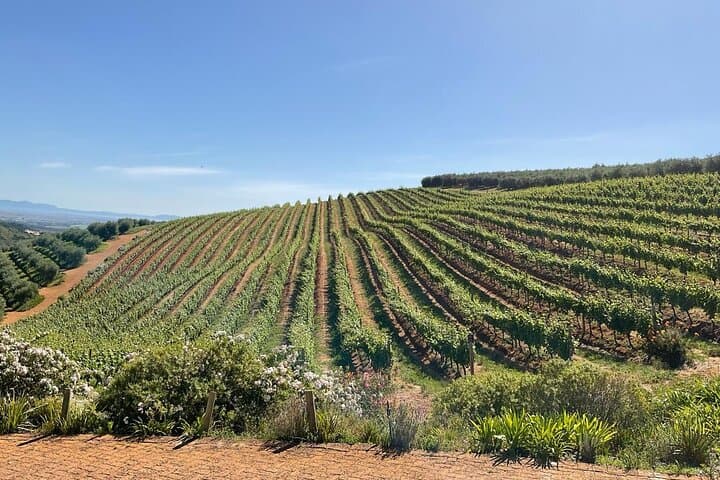Half-Day Cape Winelands Tour: Stellenbosch Estates, Tastings & Views photo 2