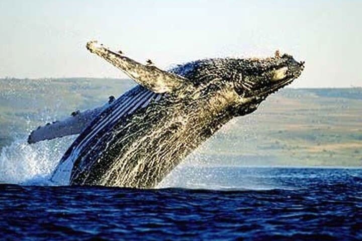 Cape Wildlife Full-Day: Penguins, Land-Based Whale Watching & Shark Cage Viewing