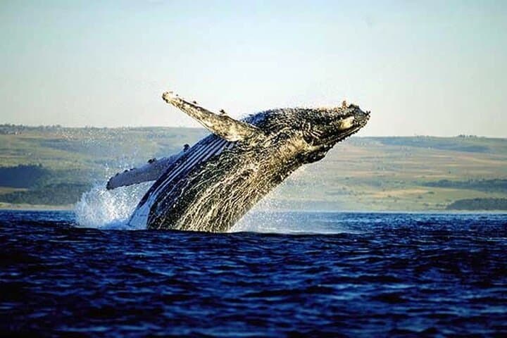 Cape Wildlife Full-Day: Penguins, Land-Based Whale Watching & Shark Cage Viewing photo 5