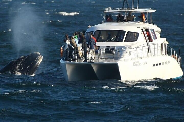 Full-Day Whale Watching and Winelands Tasting from Cape Town photo 4