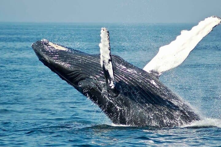 Full-Day Whale Watching and Winelands Tasting from Cape Town photo 5