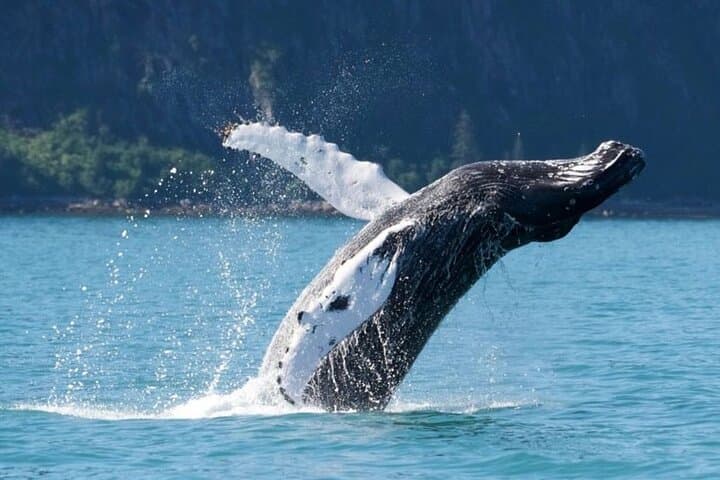 Full-Day Whale Watching and Winelands Tasting from Cape Town photo 6