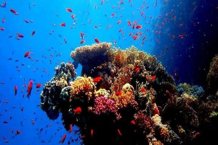 Hurghada Red Sea Semi-Submarine and Snorkeling at Giftun Island photo 3