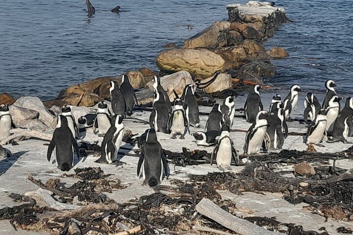 Cape Peninsula Day Tour: Boulders Beach Penguins, Chapman's Peak & Cape Point photo 1