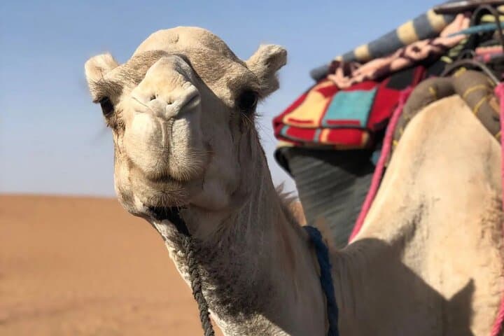 7-Day Private Surf Camp in Tamraght: All-Inclusive Morocco Surf Retreat photo 5