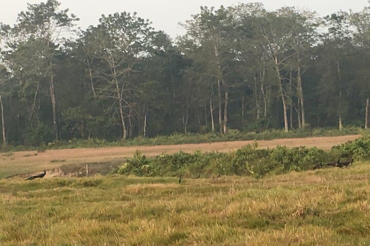 Full-Day Jeep Safari, Canoe & Jungle Walk in Chitwan National Park photo 3