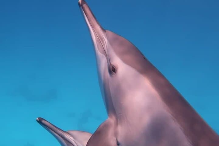 Dolphin House Reef: Marsa Alam Day Trip for Snorkeling & Scuba photo 3