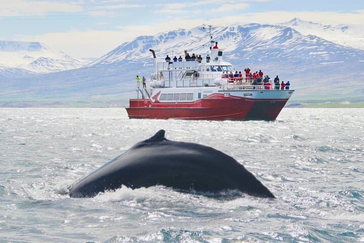 3-Hour Whale Watching in Akureyri — Eyjafjörður Fjord Wildlife Cruise