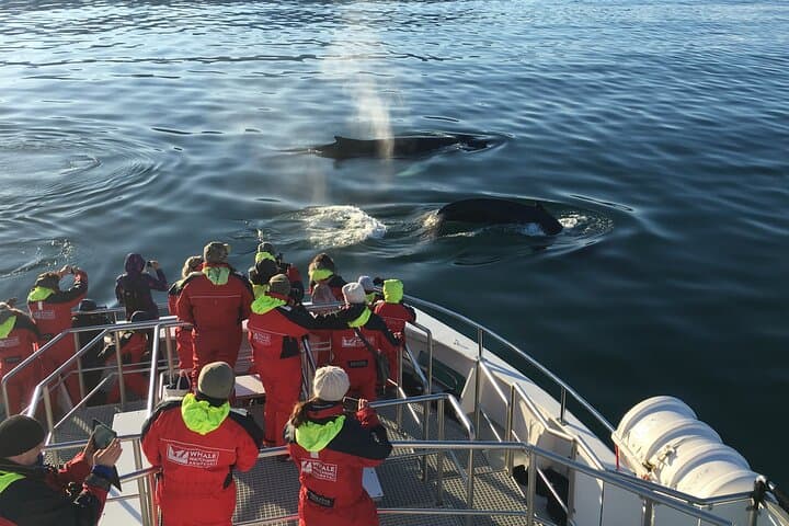 3-Hour Whale Watching in Akureyri — Eyjafjörður Fjord Wildlife Cruise photo 2