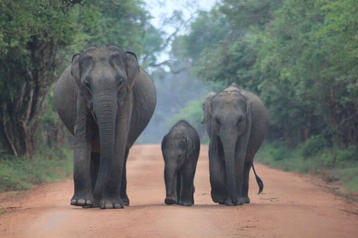 Yala-Leopard-Safari-Mirissa-to-Arugam-Bay-Dawn-and-Dusk-Game-Drives photo 2