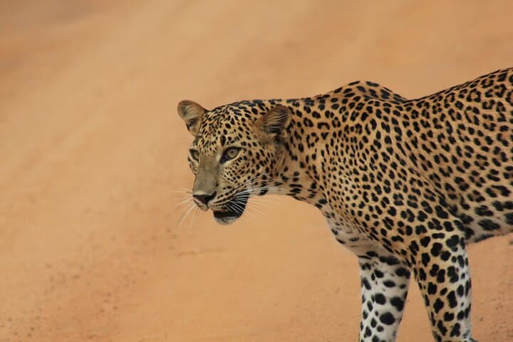 Yala-Leopard-Safari-Mirissa-to-Arugam-Bay-Dawn-and-Dusk-Game-Drives photo 3