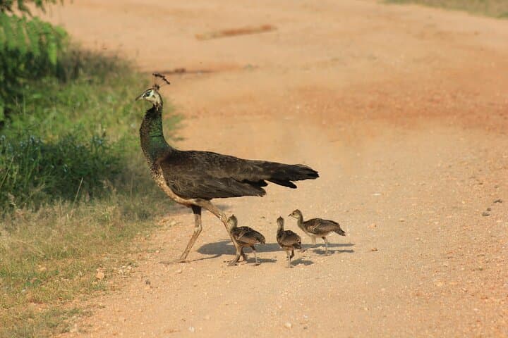 Yala-Leopard-Safari-Mirissa-to-Arugam-Bay-Dawn-and-Dusk-Game-Drives photo 4