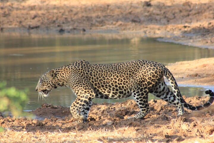 Yala-Leopard-Safari-Mirissa-to-Arugam-Bay-Dawn-and-Dusk-Game-Drives photo 5