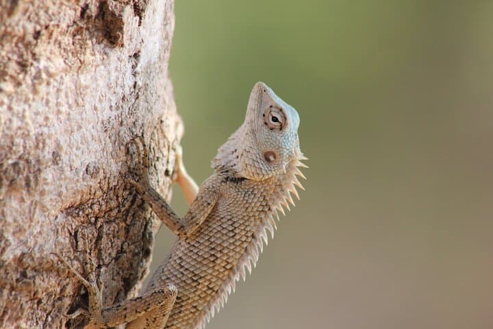 Yala-Leopard-Safari-Mirissa-to-Arugam-Bay-Dawn-and-Dusk-Game-Drives photo 6