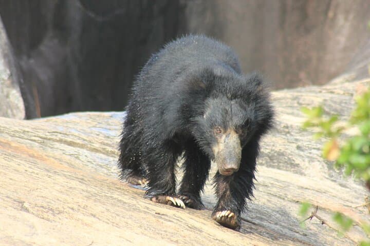 Yala National Park Two-Drive Safari from Ella to Arugam Bay photo 4