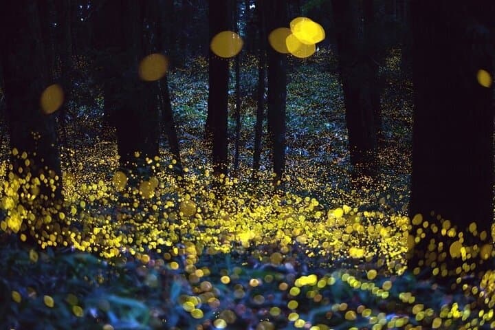 Fireflies, Chautla Castle & Lavender Farm: Day Tour from Mexico City