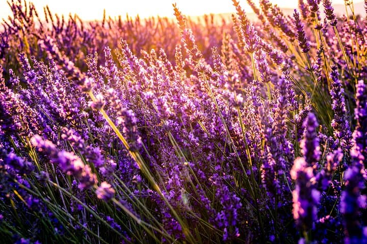 Fireflies, Chautla Castle & Lavender Farm: Day Tour from Mexico City photo 4