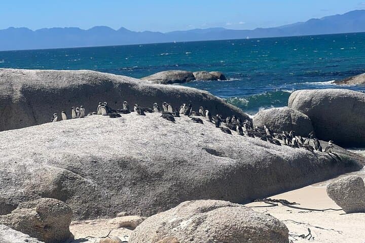 Cape Point & Penguins: Full-Day Table Mountain to Cape of Good Hope Tour photo 2
