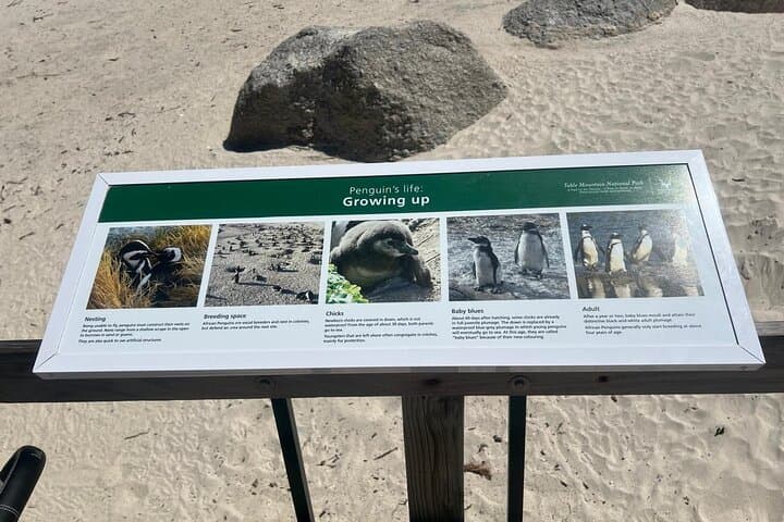 Cape Point & Penguins: Full-Day Table Mountain to Cape of Good Hope Tour photo 3