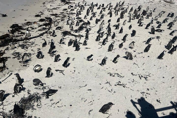 Cape Agulhas to Hermanus: Full-Day Private Tour, Penguins & Wine photo 6
