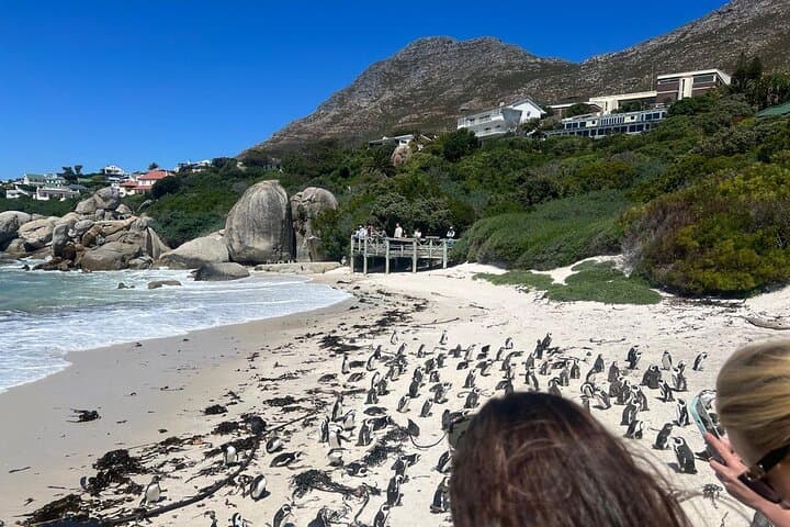 Cape Point & Penguins: Full-Day Table Mountain to Cape of Good Hope Tour photo 5