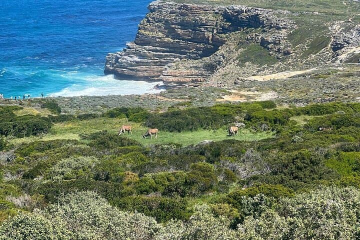 Cape Point & Penguins: Full-Day Table Mountain to Cape of Good Hope Tour photo 6
