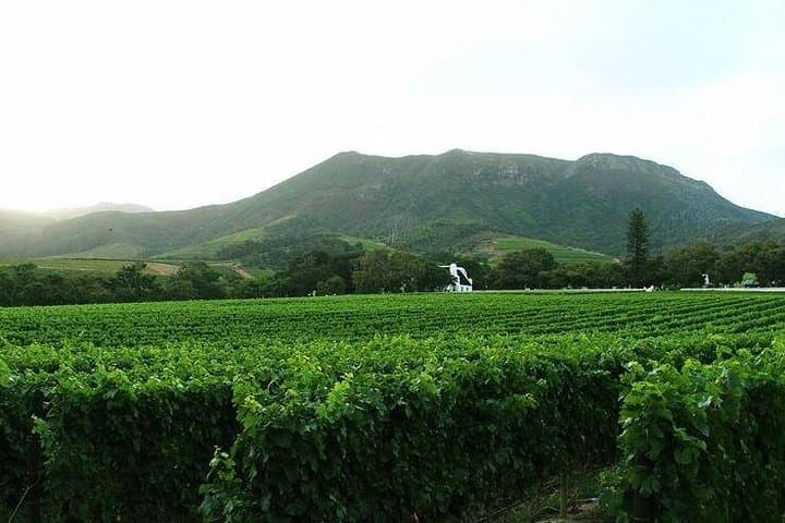 Full-Day Cape Winelands Private Tour to Stellenbosch and Franschhoek photo 3