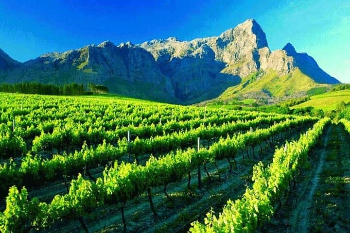 Cape Winelands All-Day Wine Tasting Tour: Stellenbosch & Franschhoek photo 3