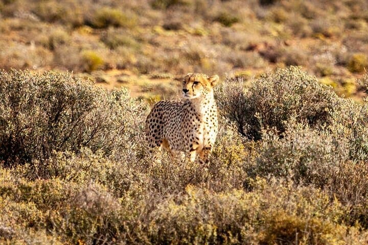 Aquila Big 5 Safari and Fairview Wine Tasting: Day Trip from Cape Town photo 5