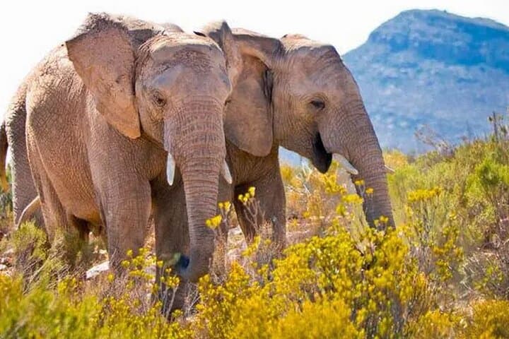Aquila Game Reserve Full-Day Big Five Safari from Cape Town