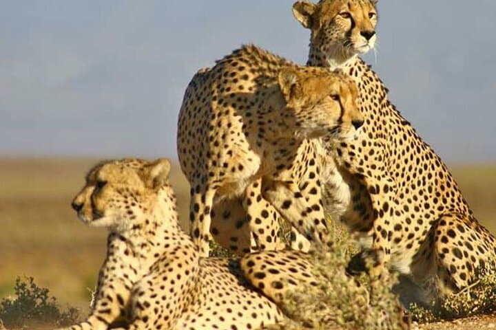 Aquila Game Reserve Full-Day Big Five Safari from Cape Town photo 4