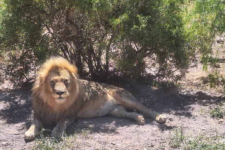 Aquila Game Reserve Full-Day Big Five Safari from Cape Town photo 4