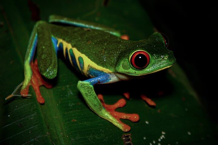La Fortuna Night Walk: Guided Nocturnal Wildlife Tour photo 5
