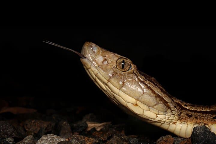 La Fortuna Night Walk: Guided Nocturnal Wildlife Tour photo 3