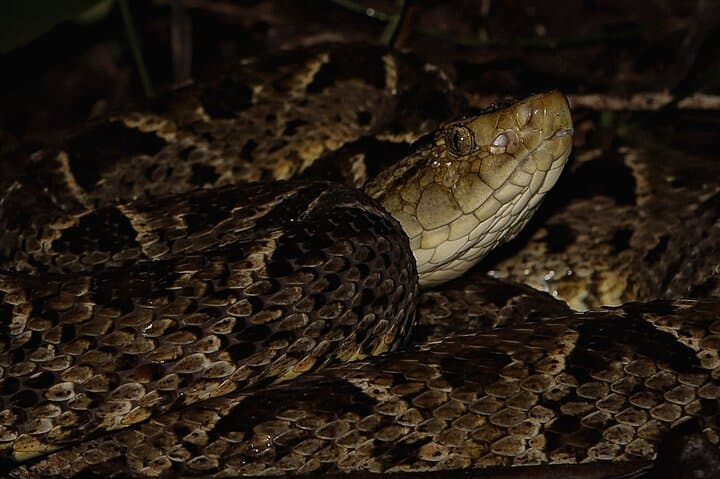Jungle Night Walk Near Quepos: Guided Rainforest Night Hike in Costa Rica photo 4