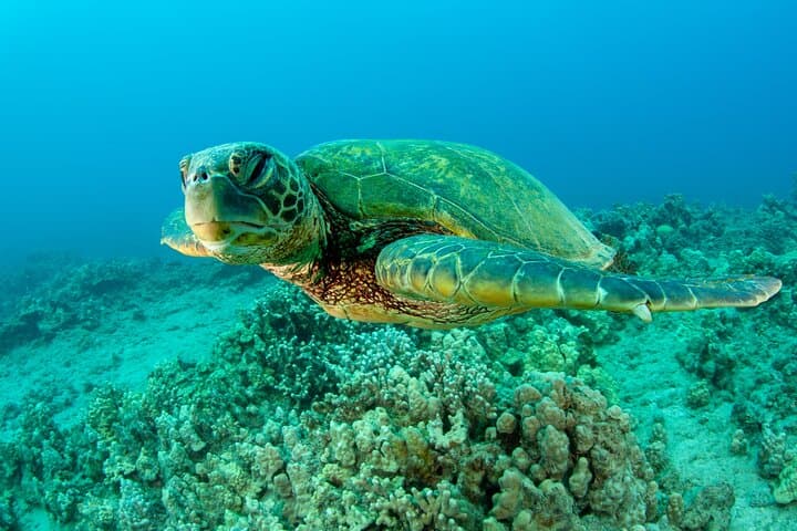 Maui Magic: Molokini Crater Snorkel and Turtle Swim from Maalaea photo 2