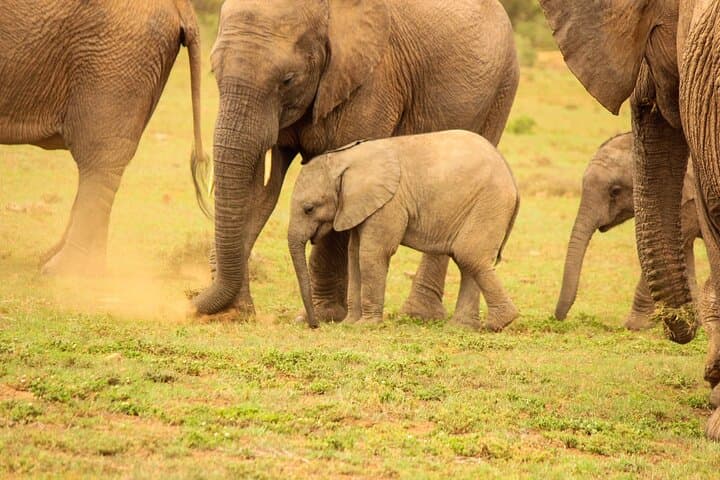 Private Full-Day Addo Elephant Safari with Traditional Braai Lunch