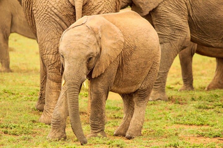 Private Full-Day Addo Elephant Safari with Traditional Braai Lunch photo 2