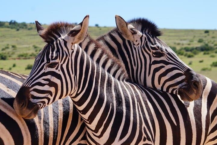 Private Full-Day Addo Elephant Safari with Traditional Braai Lunch photo 3