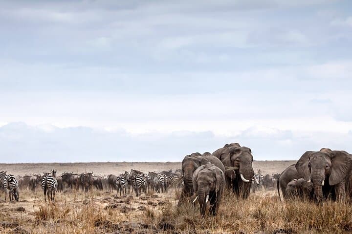 3-Day Maasai Mara Safari at Sopa Lodge: Big Five, Wildebeest Migration & Luxury Game Drives photo 5